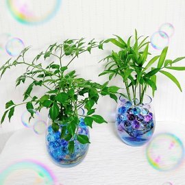 鉢物